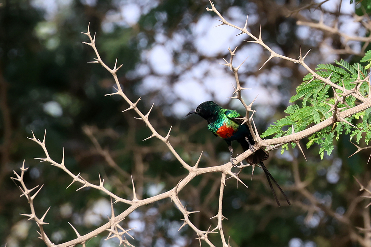 Beautiful Sunbird